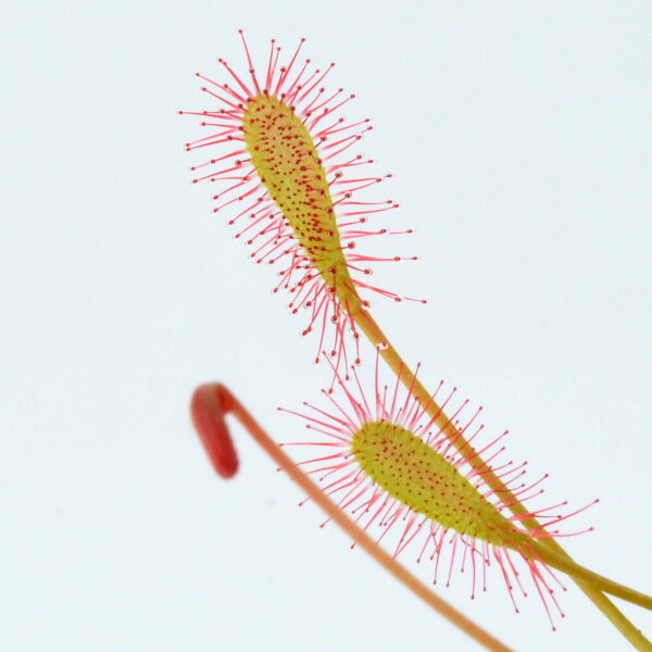 Drosera affinis