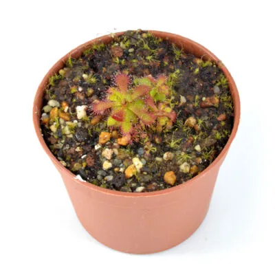 Drosera afra [Matroosberg, Republic of South Africa]