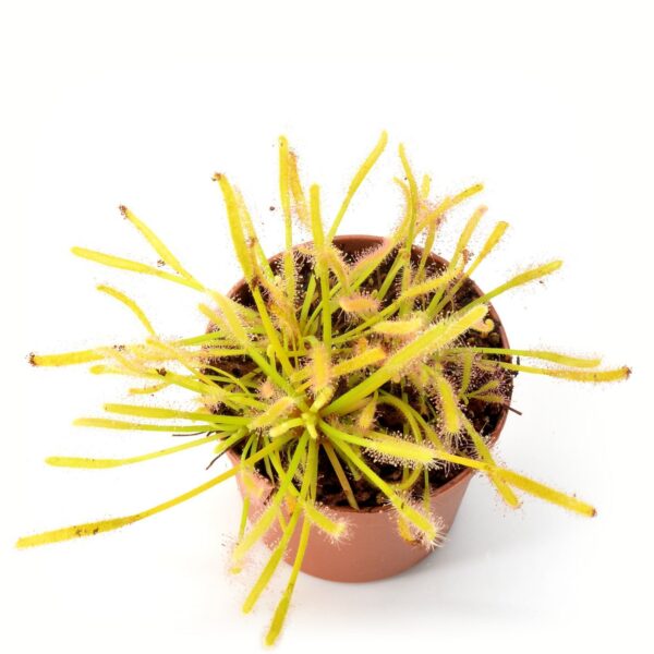 Drosera capensis 'Albino'