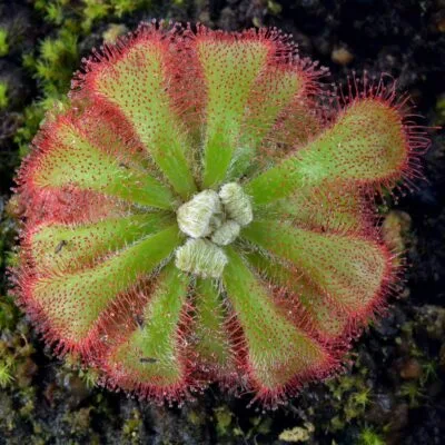 Drosera aliciae [Silvermine Natural Reserve, Western Cape, Republic of South Africa]