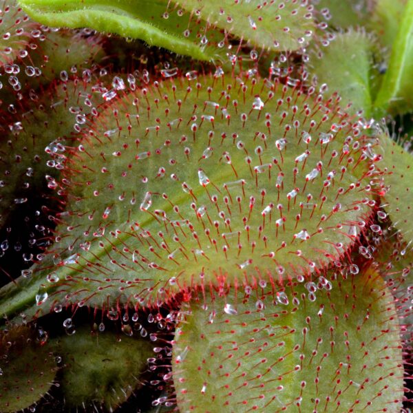 Drosera andromeda