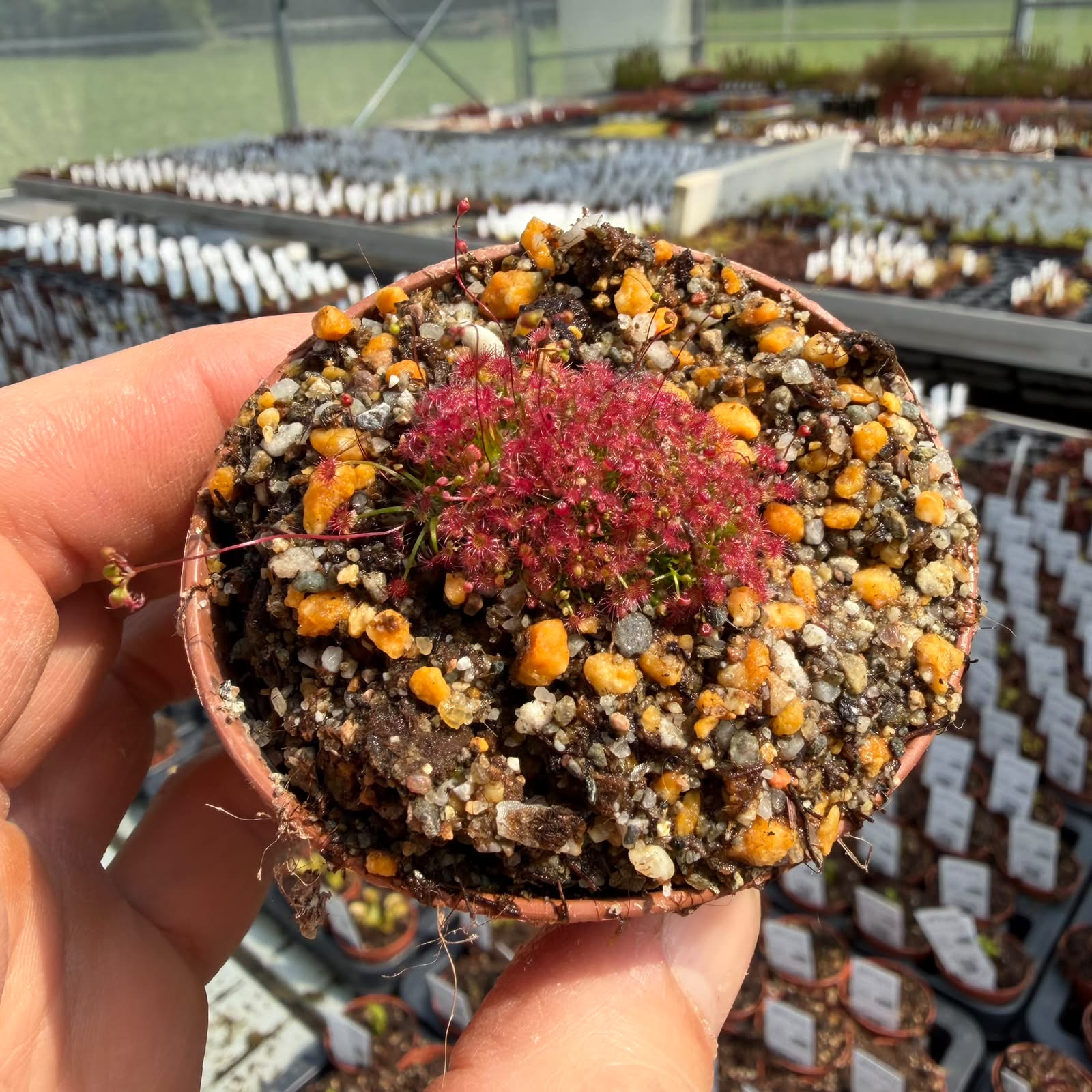 Drosera-australis