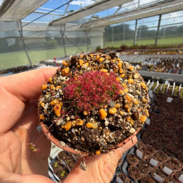 Drosera-australis