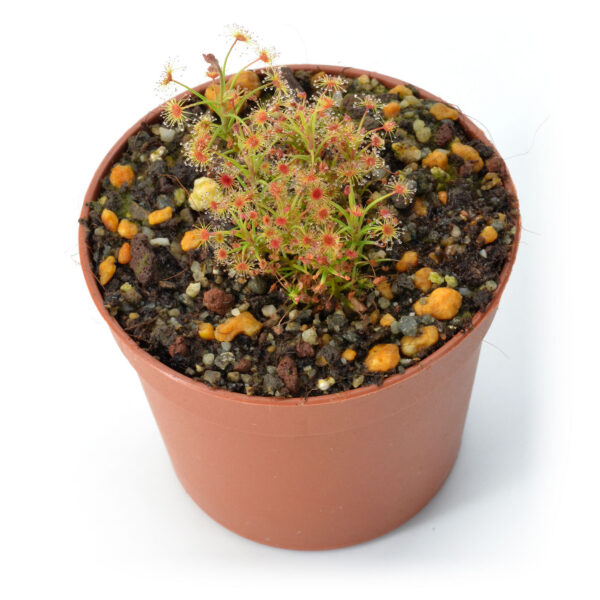 Drosera banksii