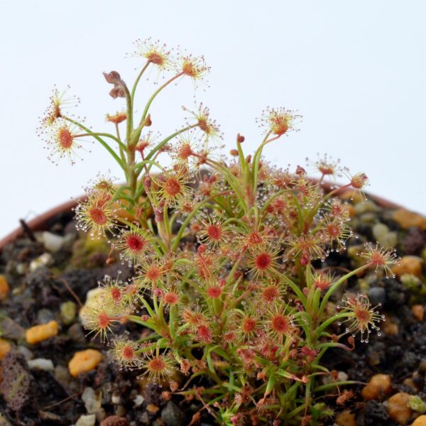 Drosera banksii