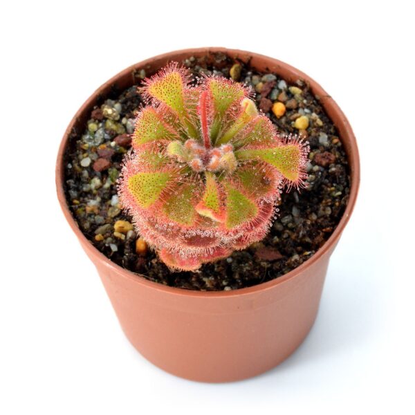 Drosera bequaertii