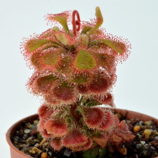 Drosera bequaertii