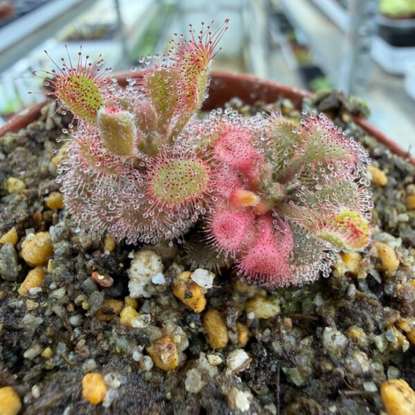 Drosera bequaertii variegate 