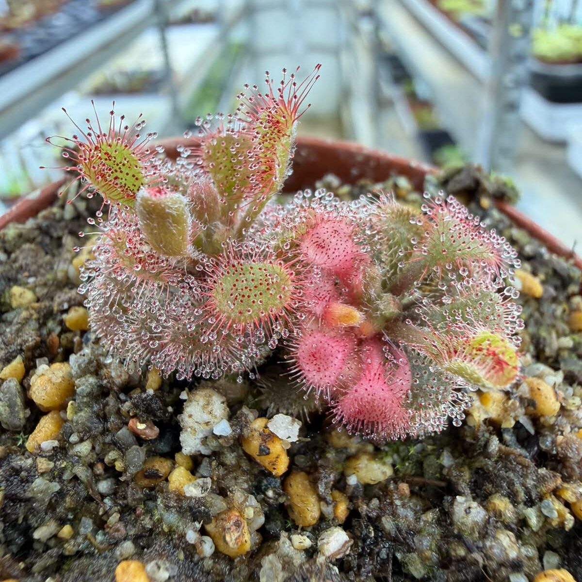 Drosera bequaertii variegate