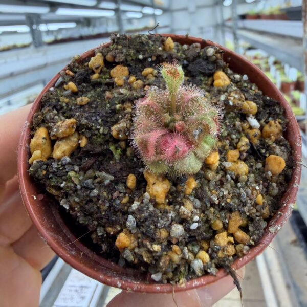 Drosera bequaertii variegate 