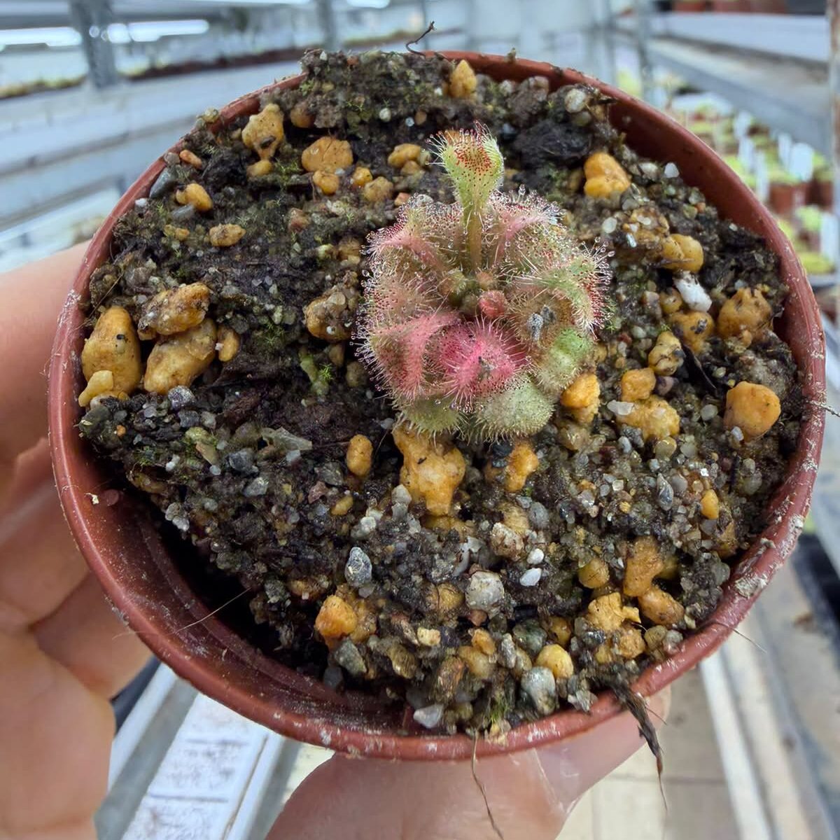 Drosera bequaertii variegate 