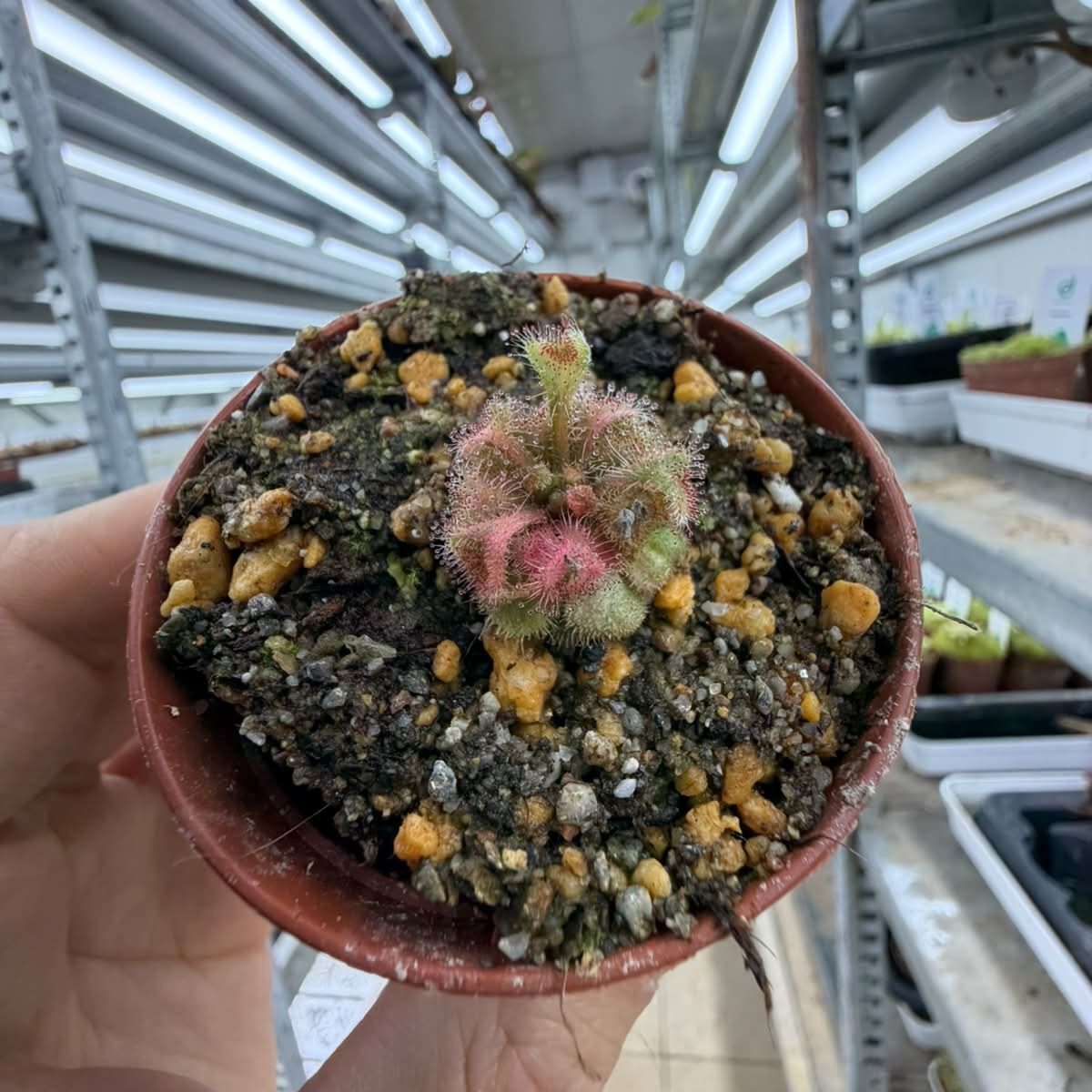 Drosera bequaertii variegate