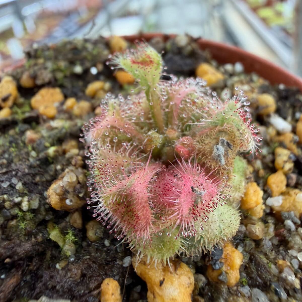 Drosera bequaertii variegate