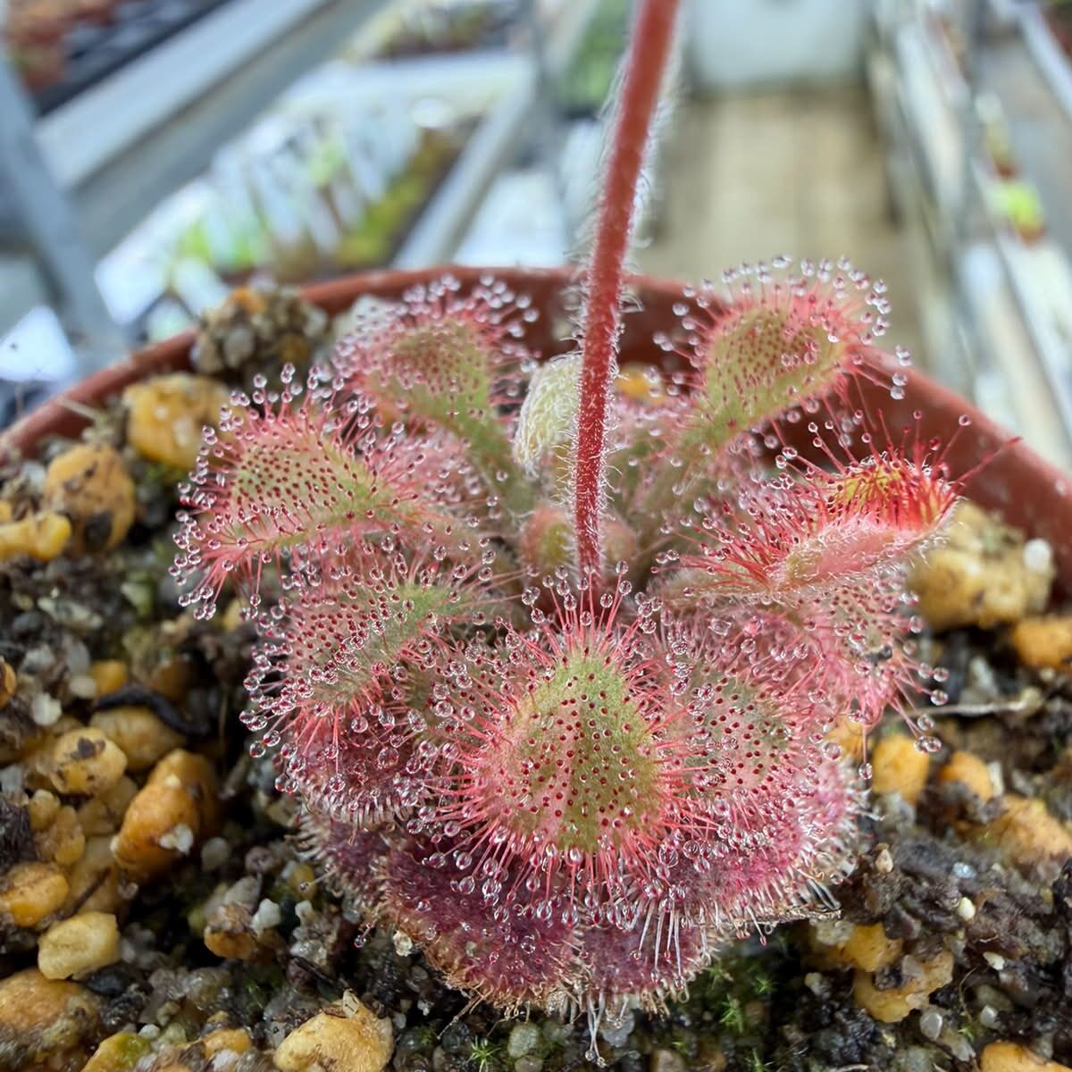 Drosera bequaertii variegate