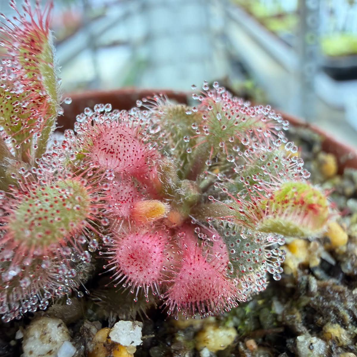 Drosera bequaertii variegate