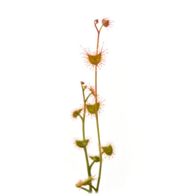 Drosera bicolor