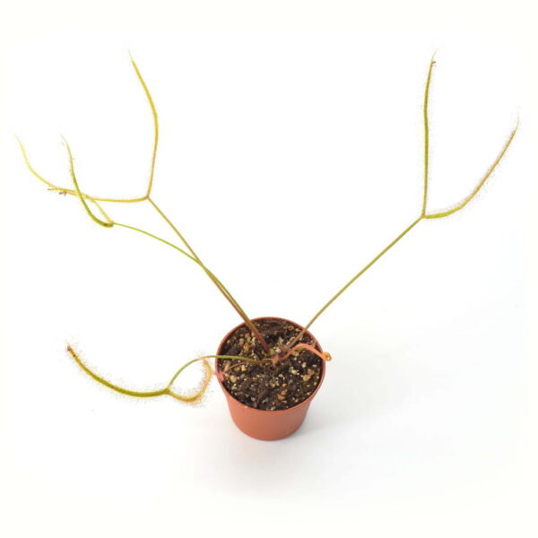 Drosera binata var. multifida