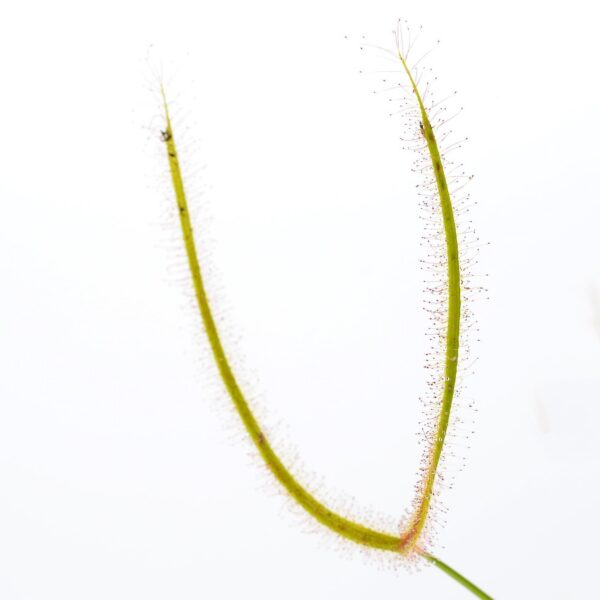 Drosera binata var. multifida