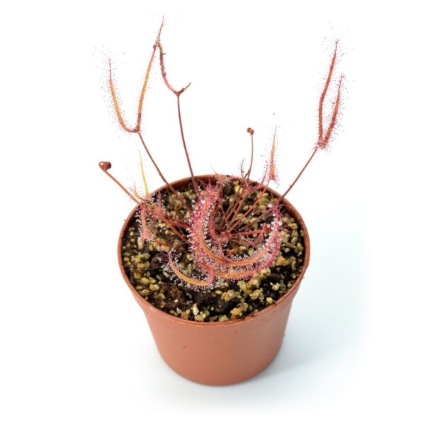 Drosera binata [Freycinet, Tasmania]