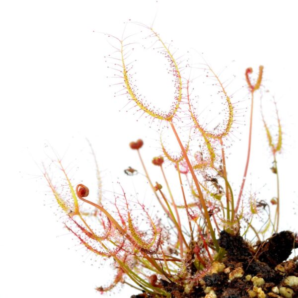 Drosera binata [Freycinet, Australia]