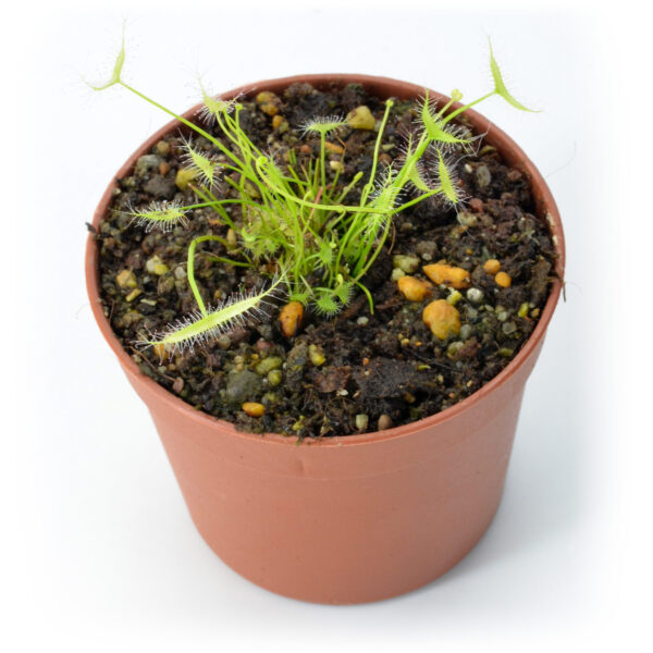 Drosera binata "Ghost"