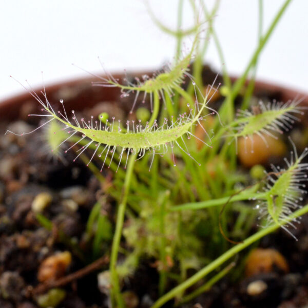 Drosera binata "Ghost"
