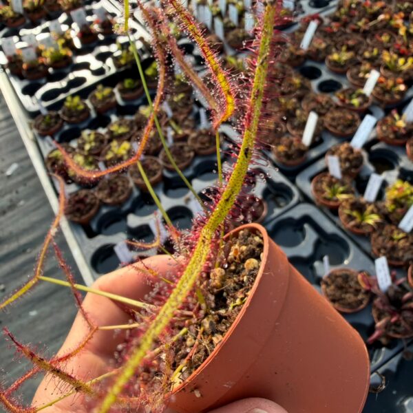 Drosera binata 'Marston's Dragon'