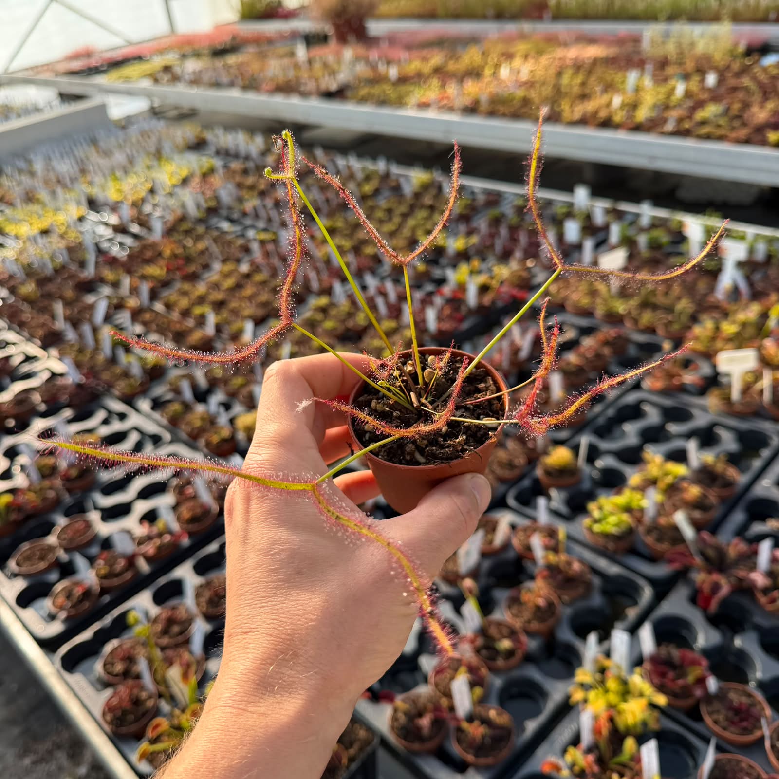 Drosera binata 'Marston's Dragon'
