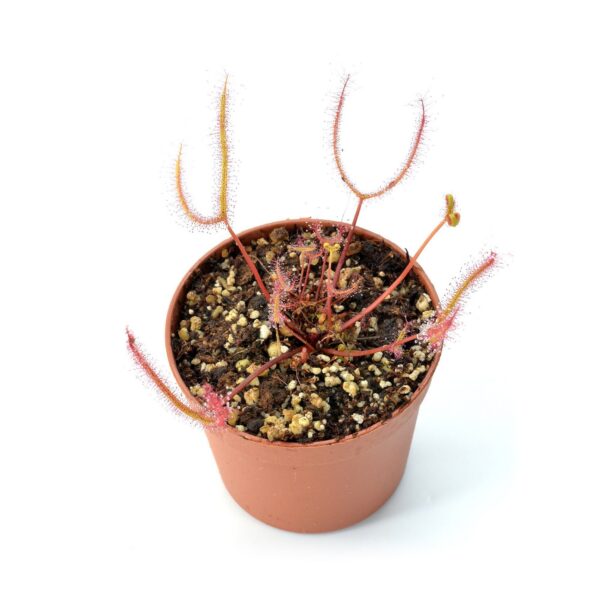 Drosera binata var. multifida f. extrema [Angourie, New South Wales]