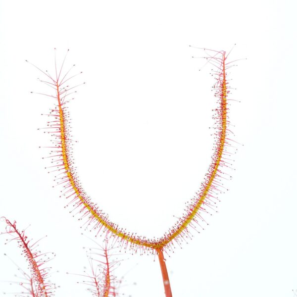 Drosera binata var. multifida f. extrema [Angourie, nsw]