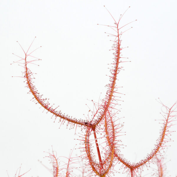 Drosera binata var. multifida red form DSC_0314