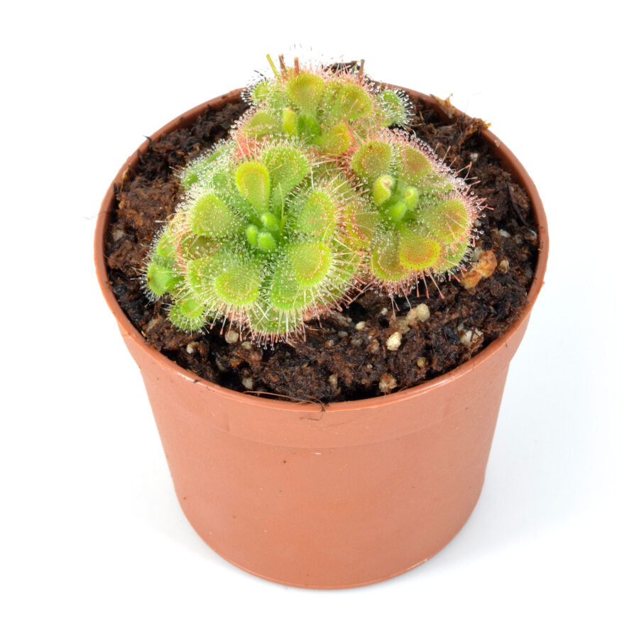 Drosera burmanni