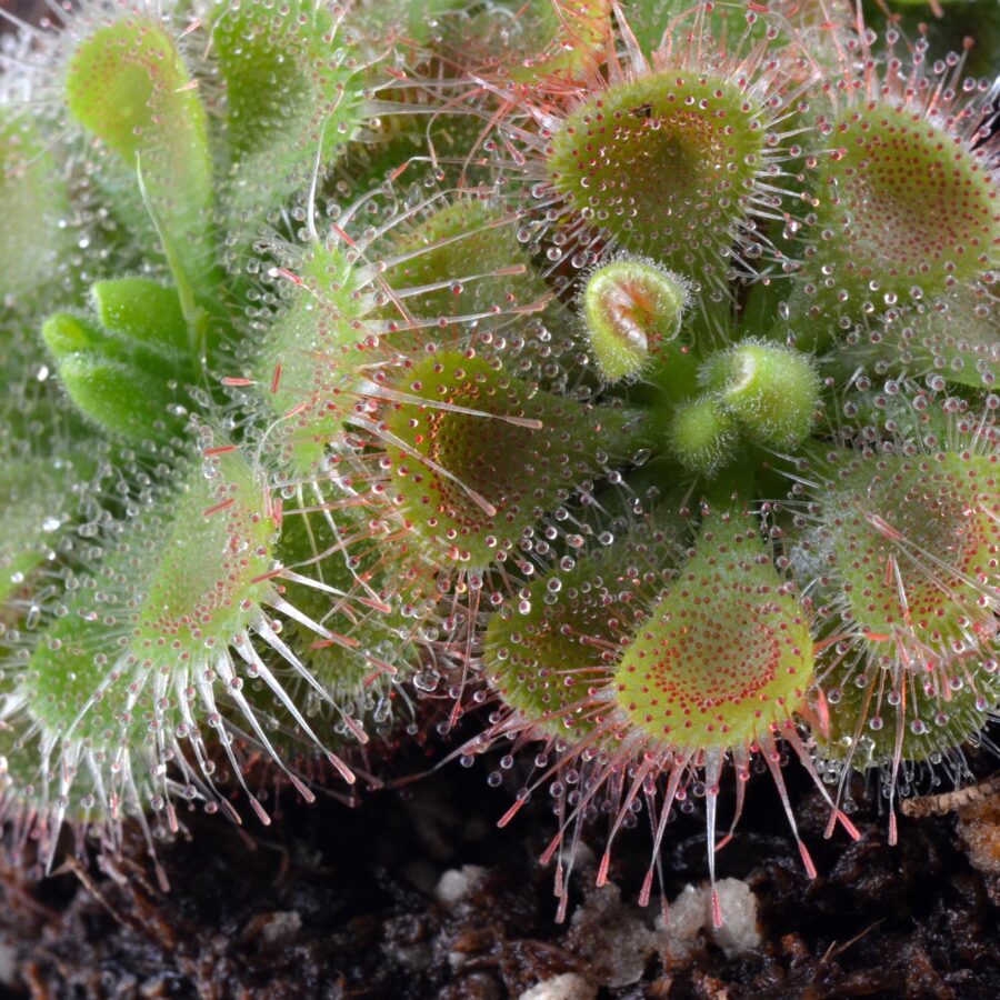 Drosera burmanni