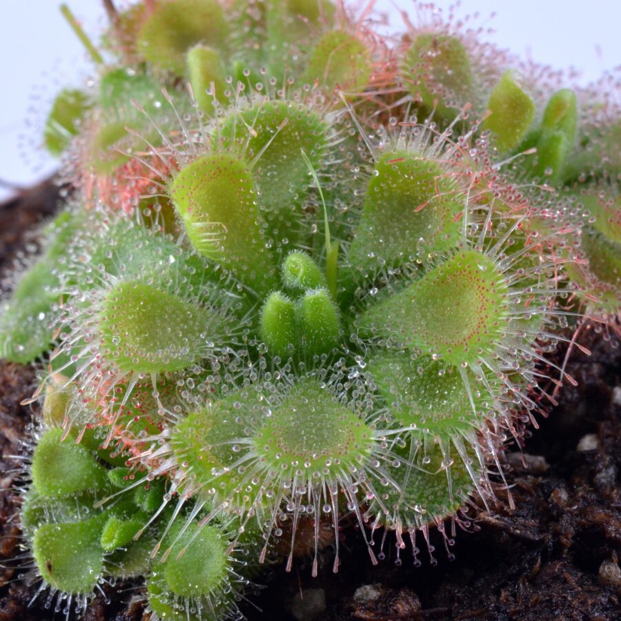 Drosera burmanni