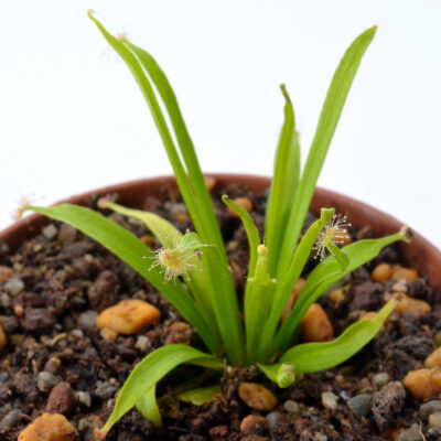 Drosera caduca