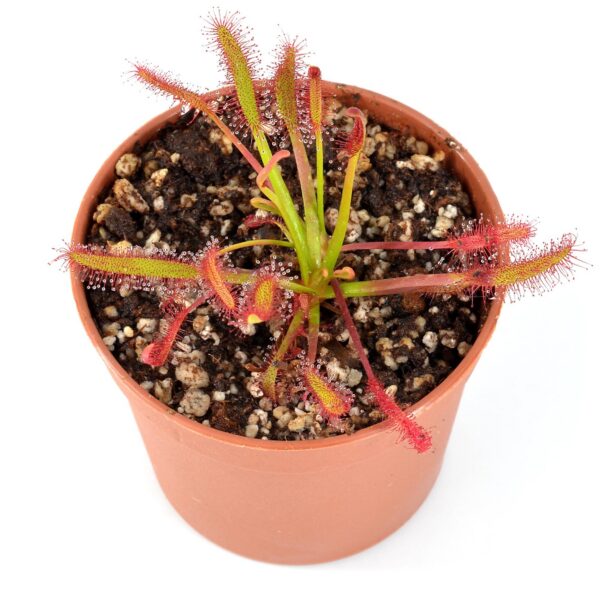Drosera capensis Big Pink