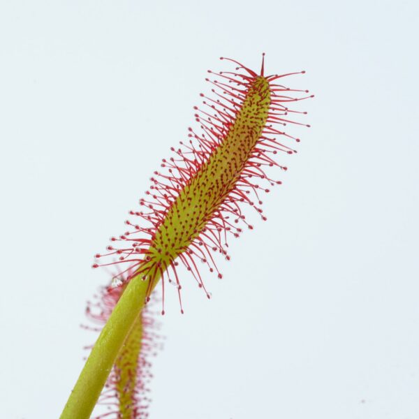 Drosera capensis Big Pink