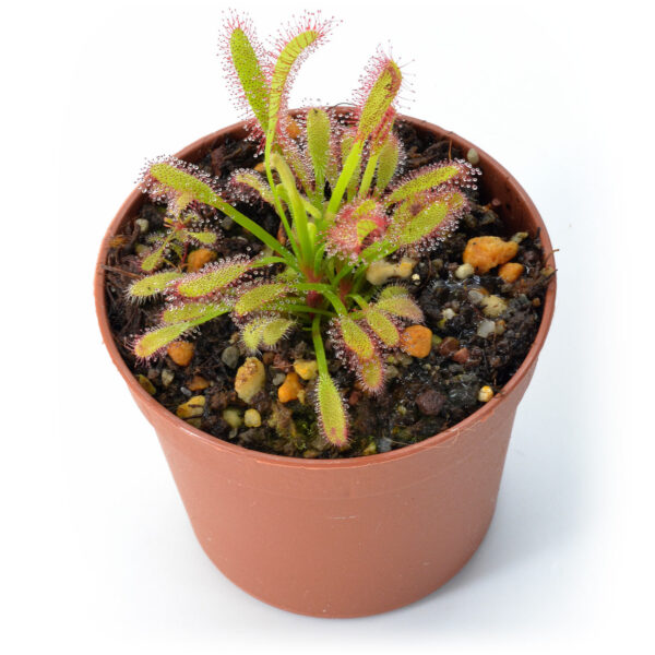 Drosera capensis [Bainskloof, South Africa]