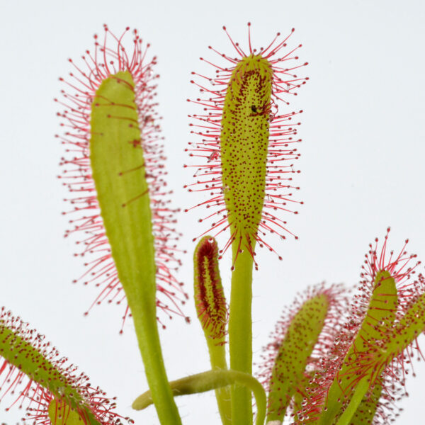 Drosera capensis [Bainskloof, South Africa]