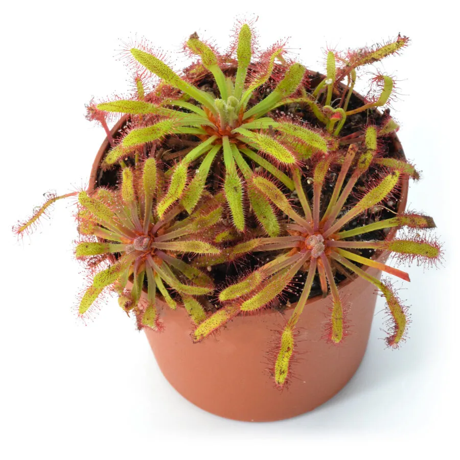 Drosera capensis [Ceres Mountain Fynbos Nature Reserve, Ceres, Republic of South Africa]