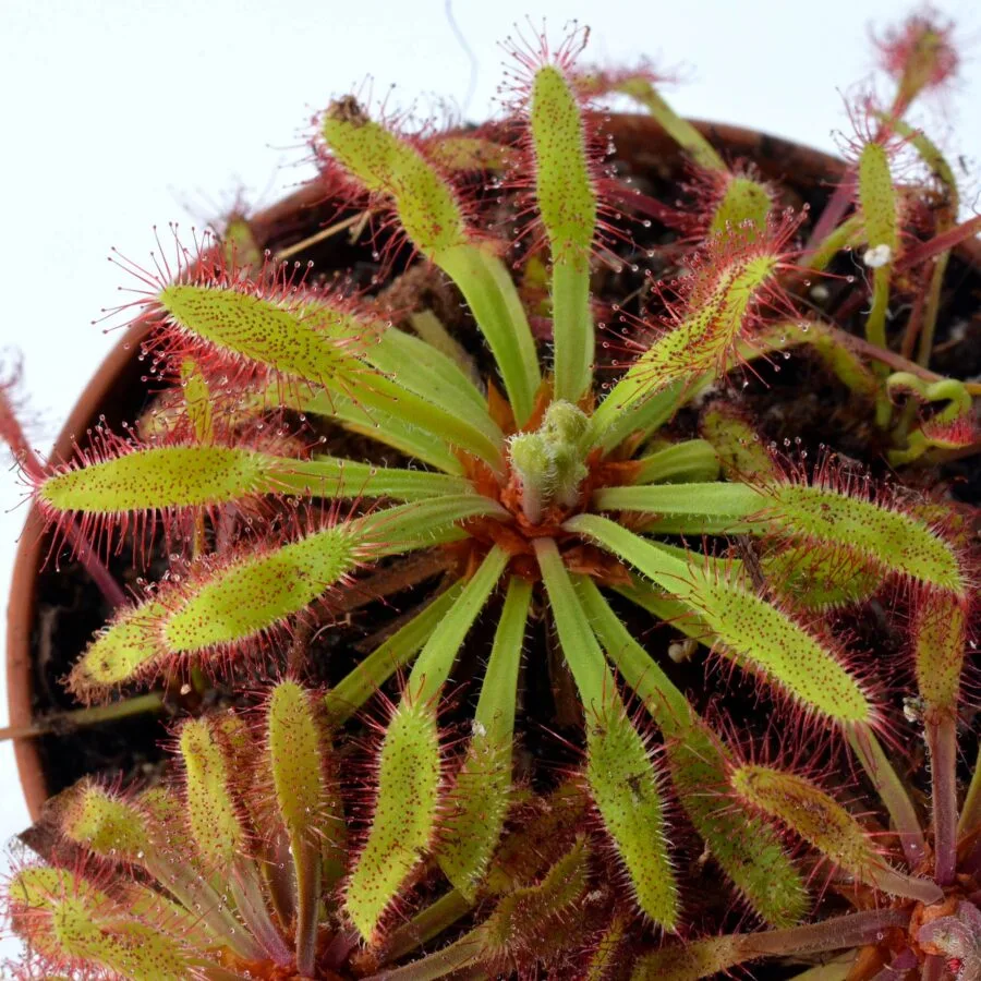 Drosera capensis [Ceres Mountain Fynbos Nature Reserve, Ceres, Republic of South Africa]