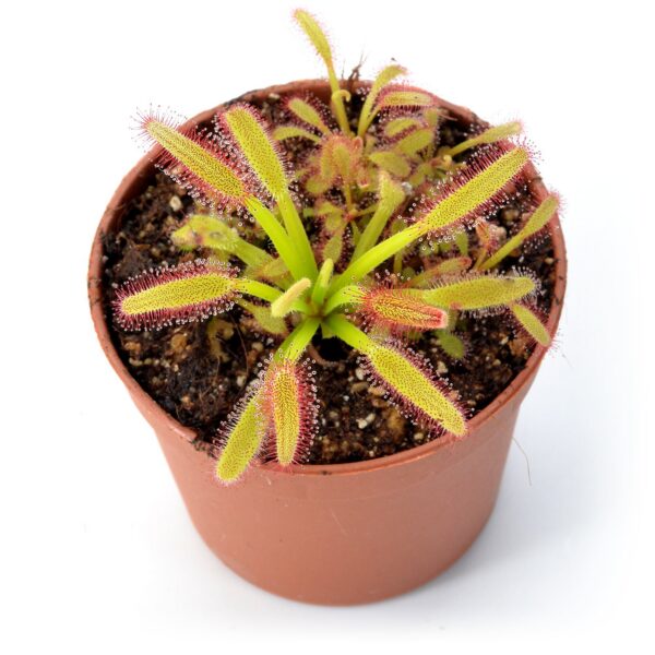 Drosera capensis "Compact Leaf"