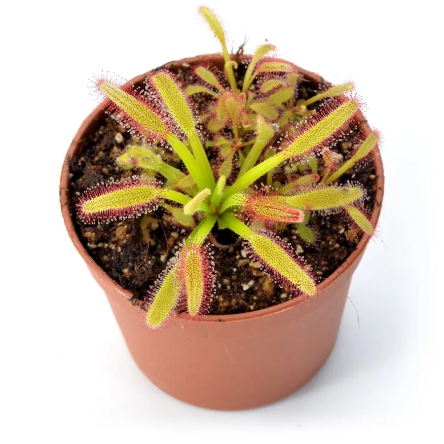 Drosera capensis "Compact Leaf"