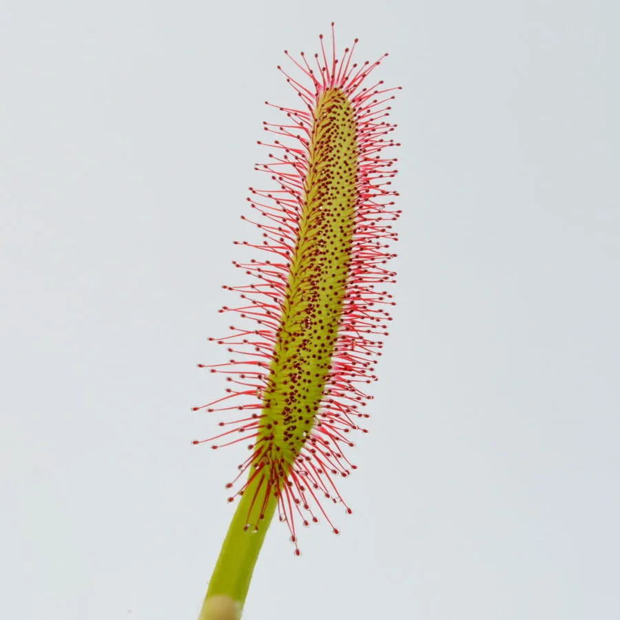 Drosera capensis "Compact Leaf"