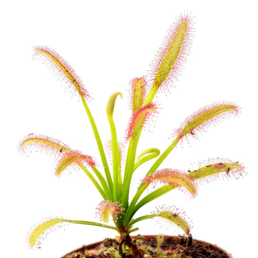 Drosera capensis "Compact Leaf"
