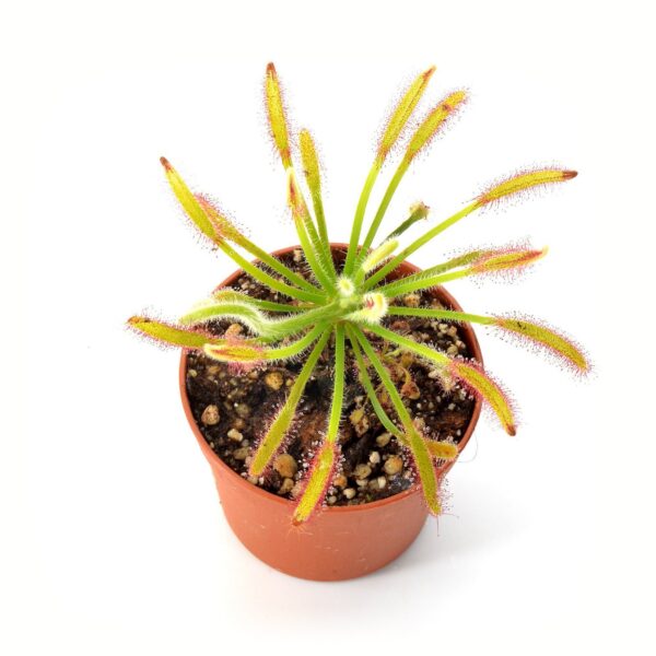 Drosera capensis (Hairy)