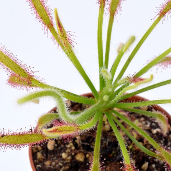 Drosera capensis (Hairy)