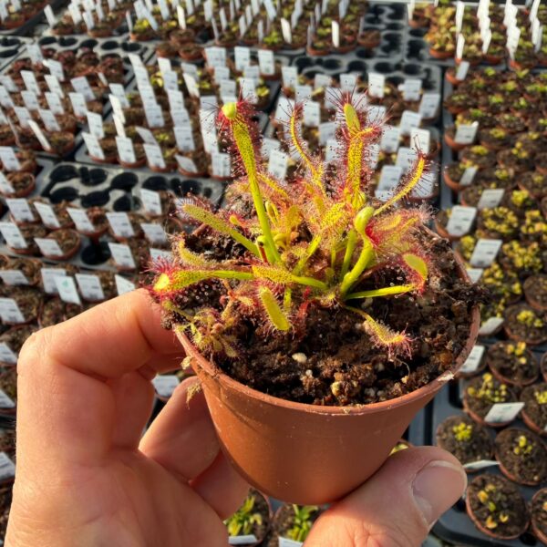 Drosera capensis Kali