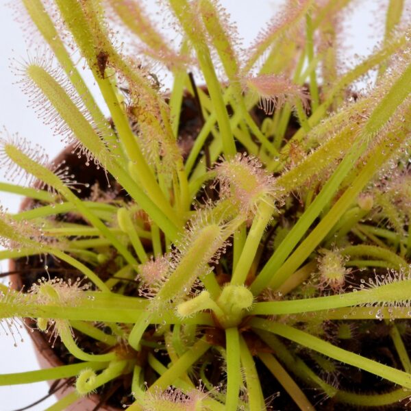 Drosera capensis 'Albino'