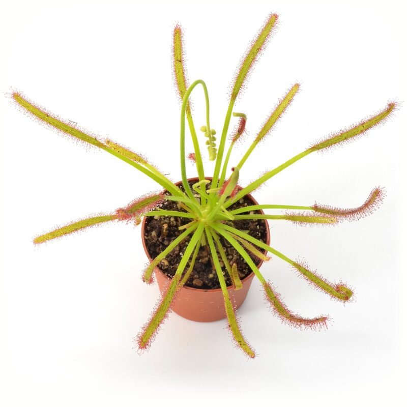 Drosera capensis "Giant Form"